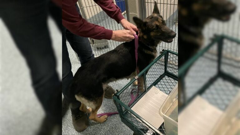 german shepherd left alone