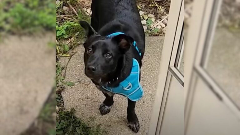 sweet black dog