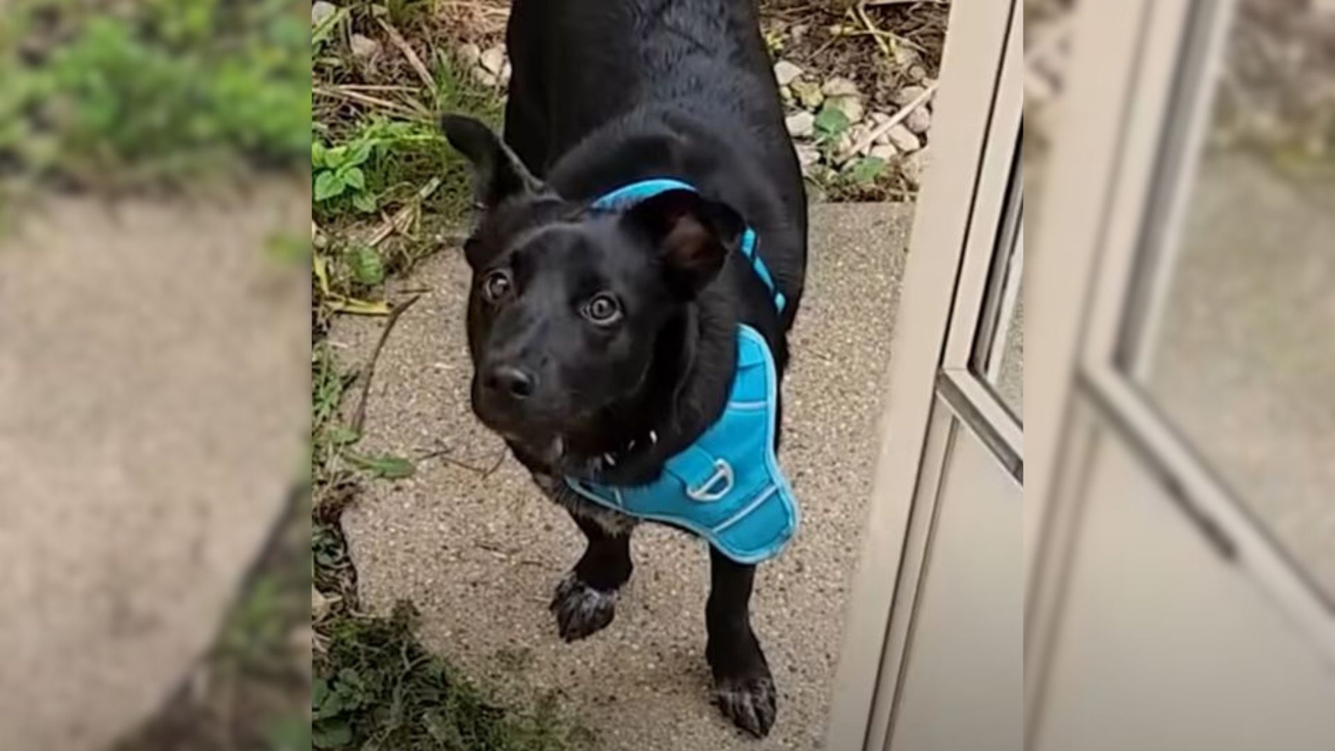 Man Devastated By The Loss Of His Long-Time Dog Meets The Pup Who Heals His Heart