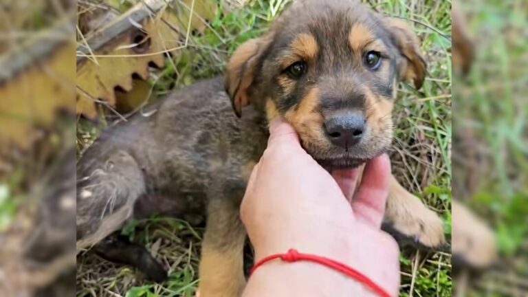 stray puppy