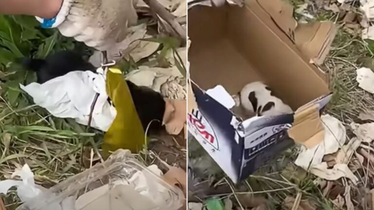 man founf abandoned puppies