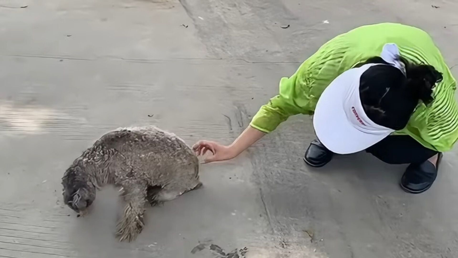 person gently petting a disabled stray dog