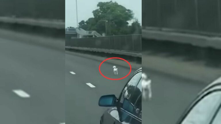 man notices scared puppy on higway