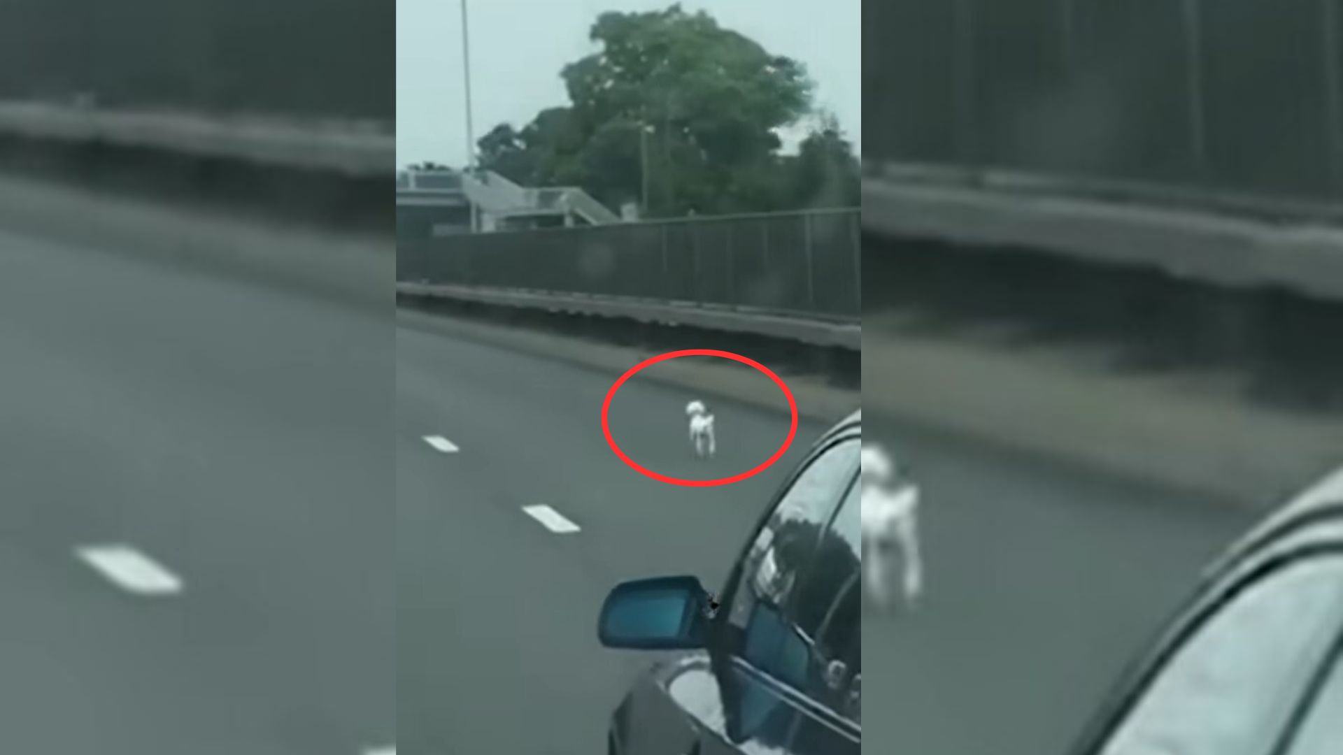 Lost Helpless Pup Roaming Dangerous Highway Leaves Man Shocked To The Core