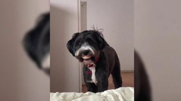 black dog with funny smile
