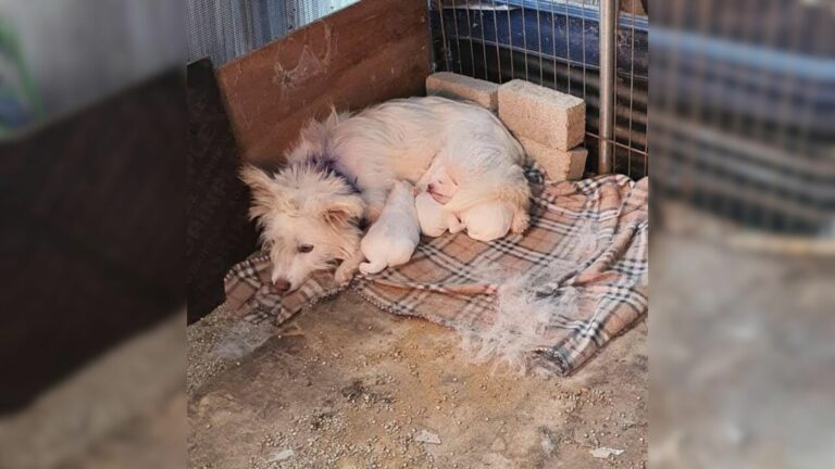 mom dog and puppies
