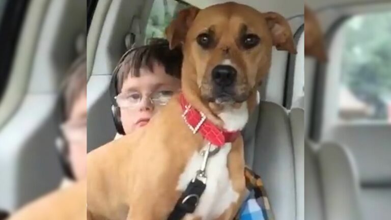 pittie with autistic boy