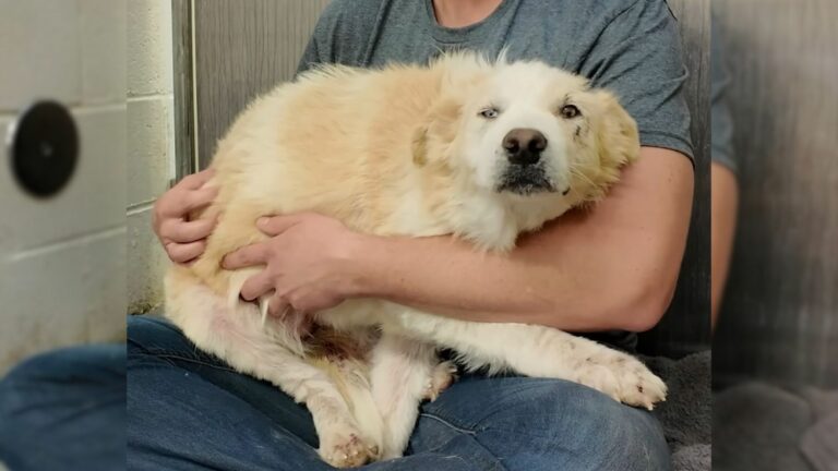 sweet white dog