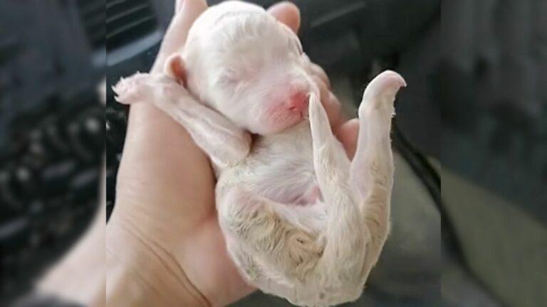 puppy with three legs