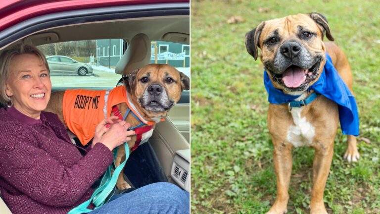 Adopted Senior Pup