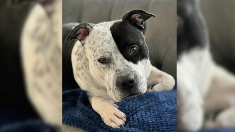 Shelter dog