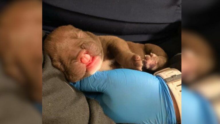 abandoned newborn puppy