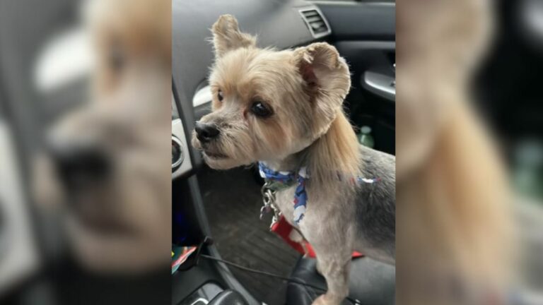owner picked puppy from the groomer