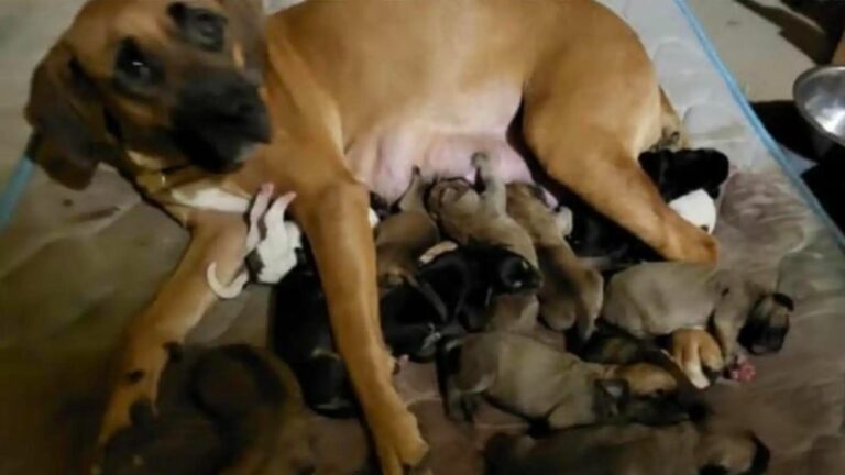 dog and newborn puppies