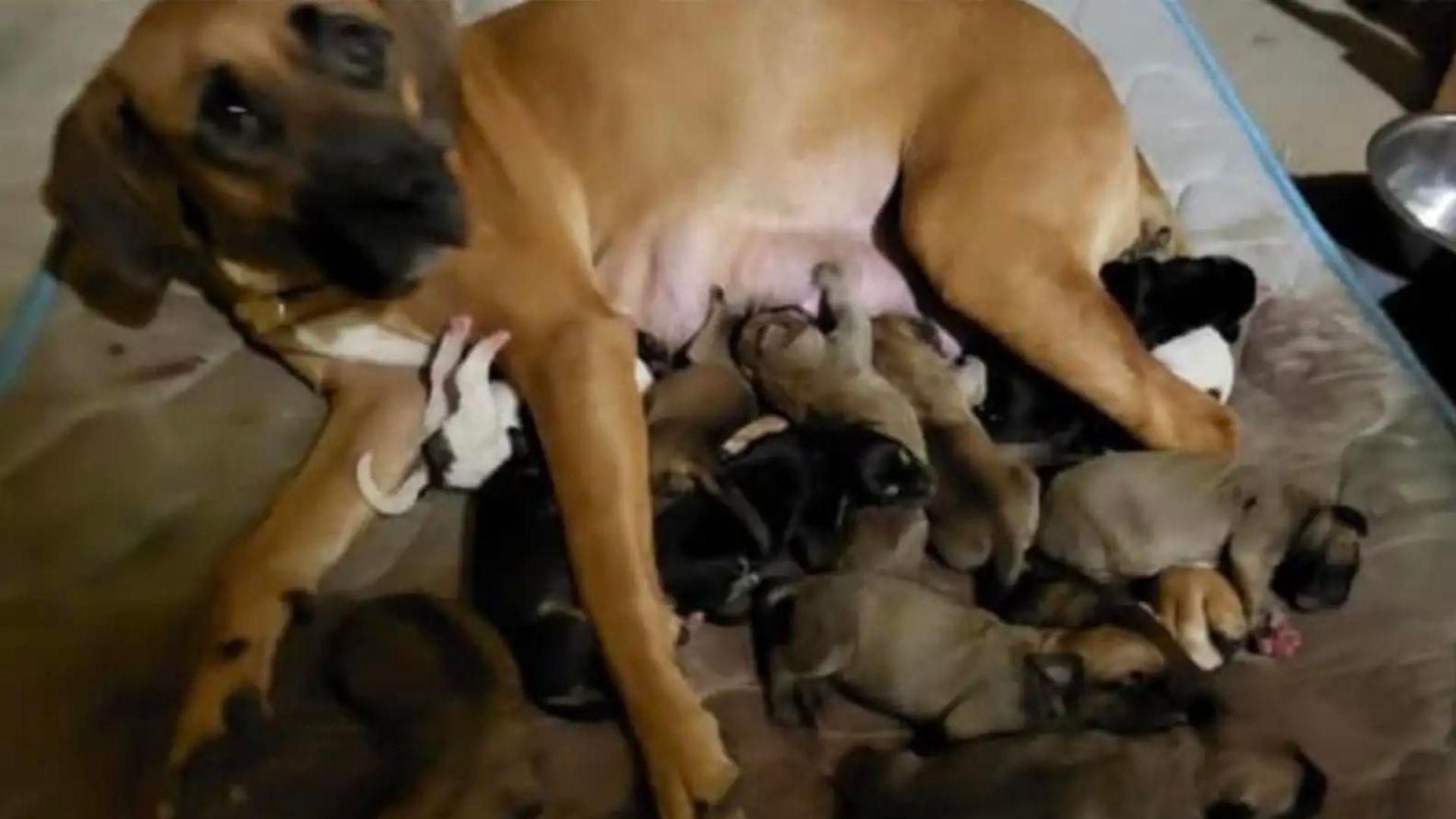 Ohio Rescuers Were Heartbroken After Realizing Why This Mama Dog Was Abandoned By Owner