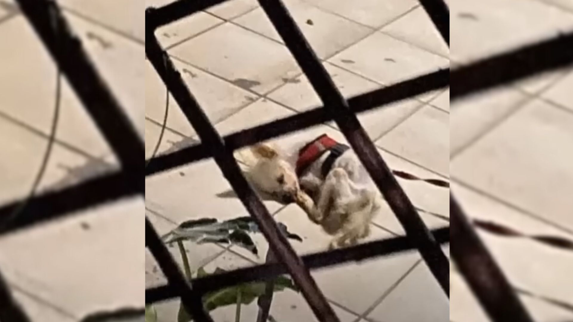owner sold his dog to a rescuer