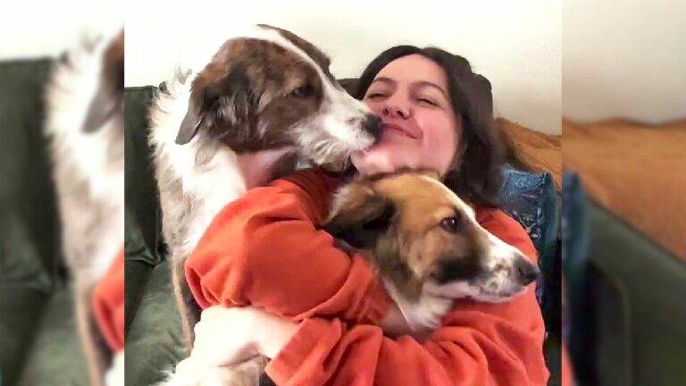 two dogs