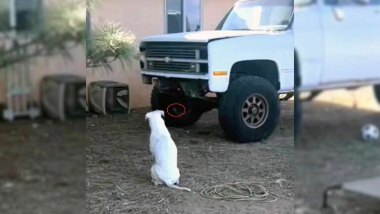 dog looking at the truck