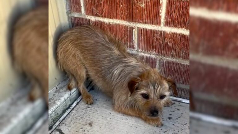 scared lost pup