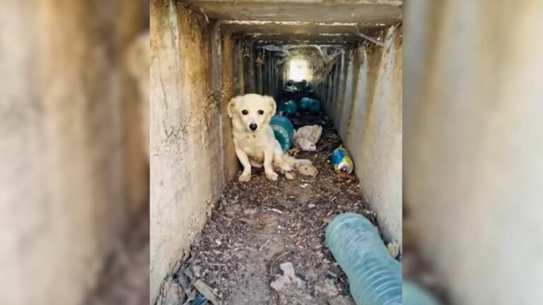 puppy hiding in a ditch