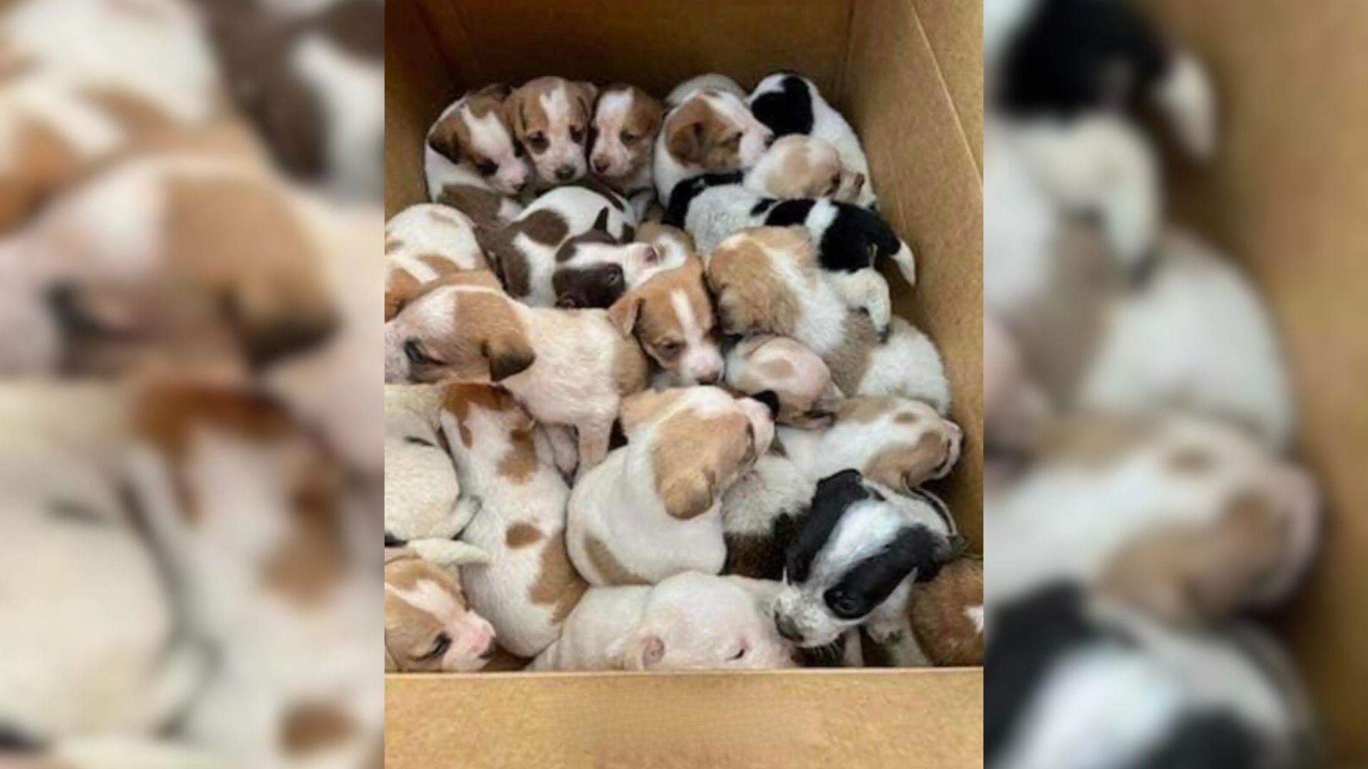 abandoned puppies