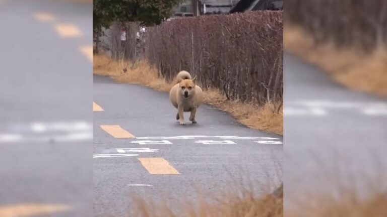 dog with a huge belly