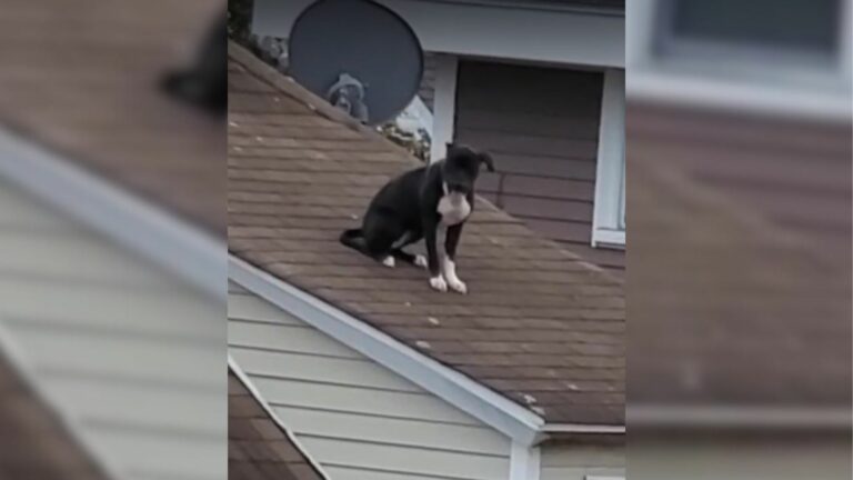 dog stucked on steep roof