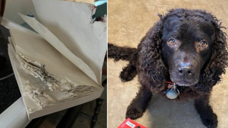 black dog and book