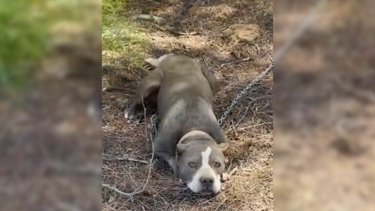 abandoned pitbull tied to a fence