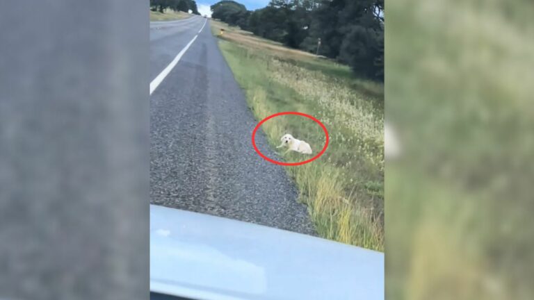 puppy lying on the side of the road