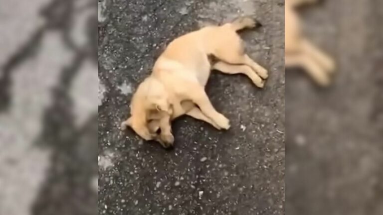 exhausted dog