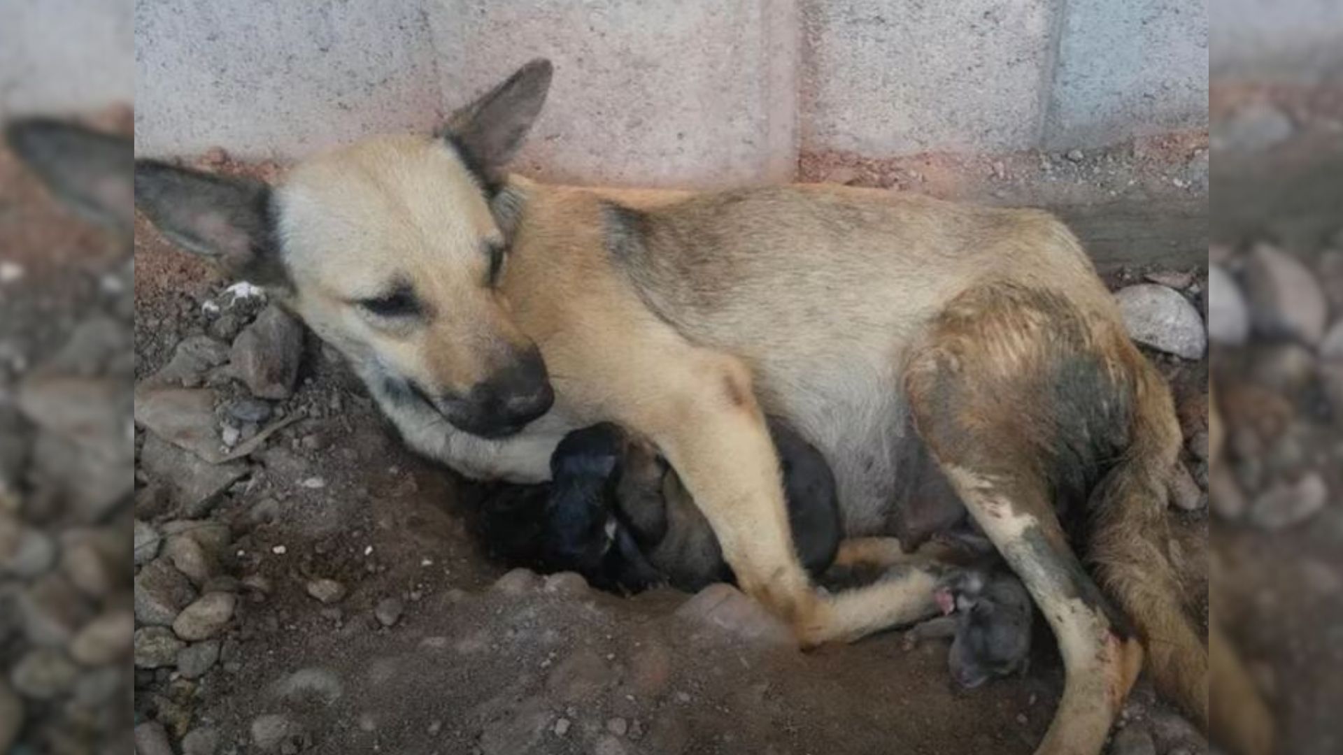 Heartlessly Dumped Pregnant Dog Struggled, Until Kind Rescuers Came To Her Aid