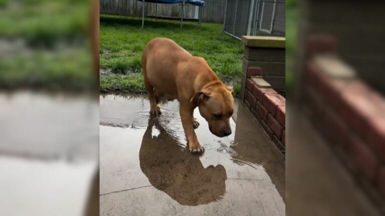 Pregnant Pitbull