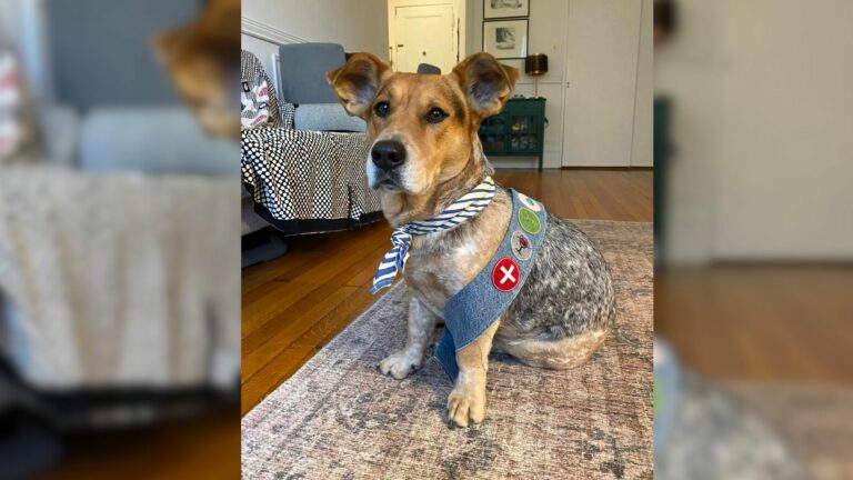 dog wearing merit badges