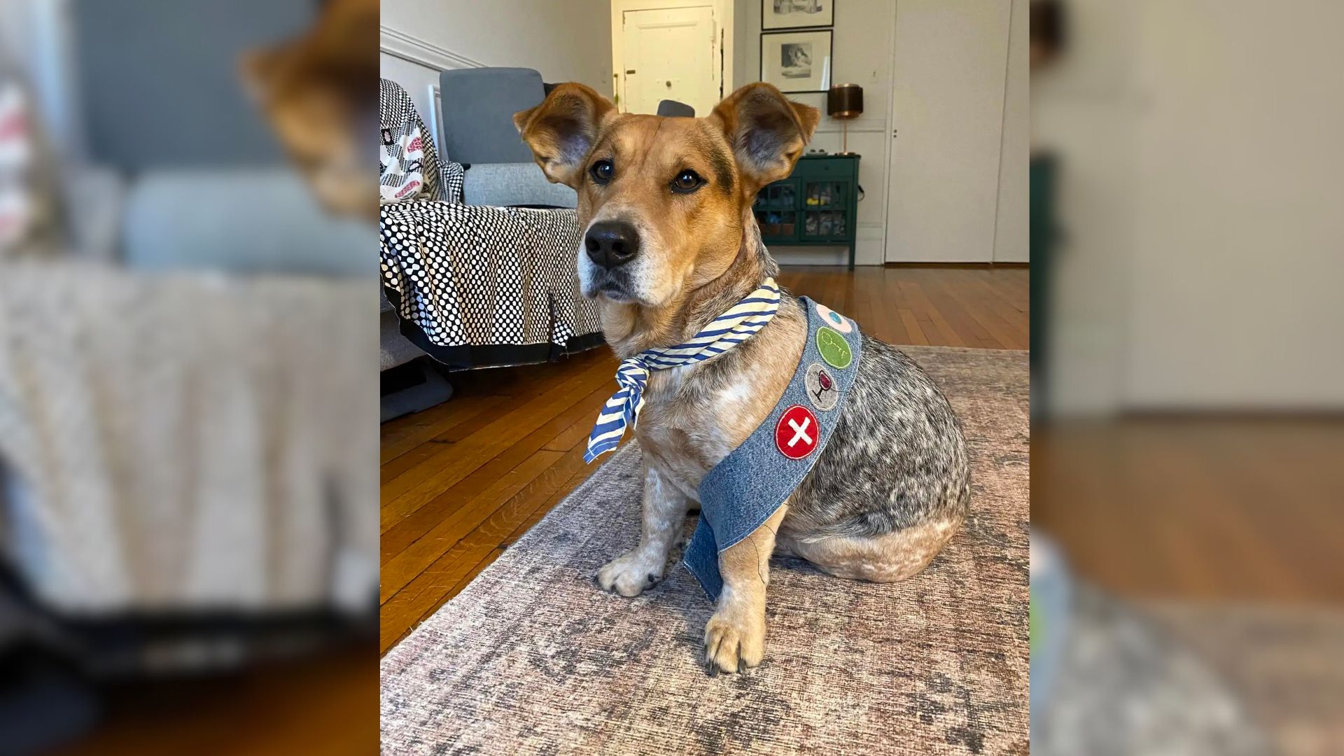 New York Owner Thrills The Internet With The Cutest Reward For Her Newly Adopted Dog