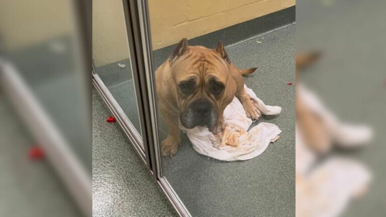 sad dog at the shelter