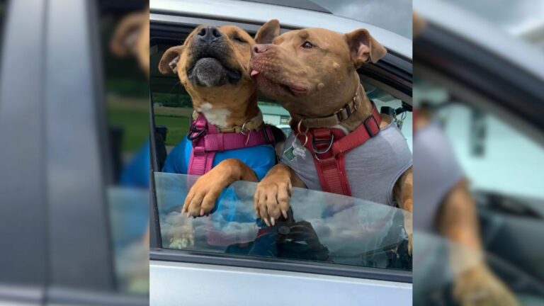 two dogs on a car window