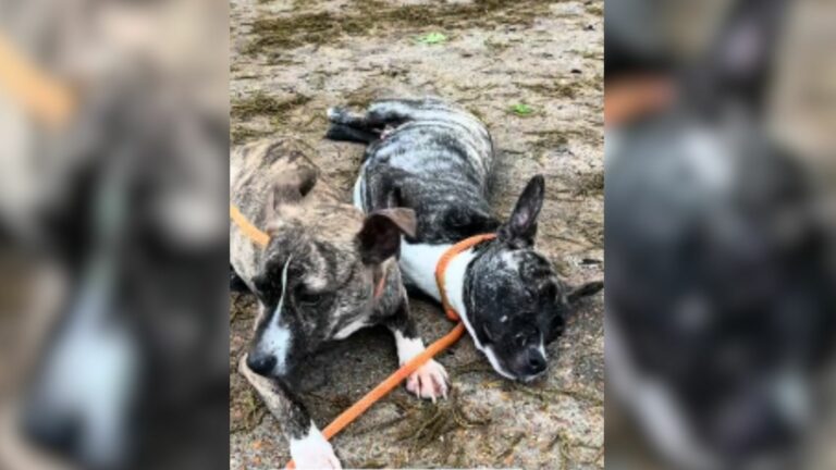 puppies left outdise a shelter
