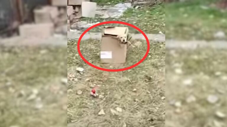 abandoned puppy in a box