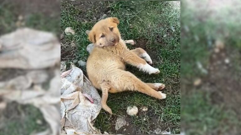 puppy with broken spine