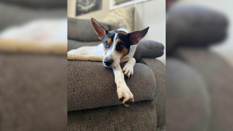 dog lying on couch