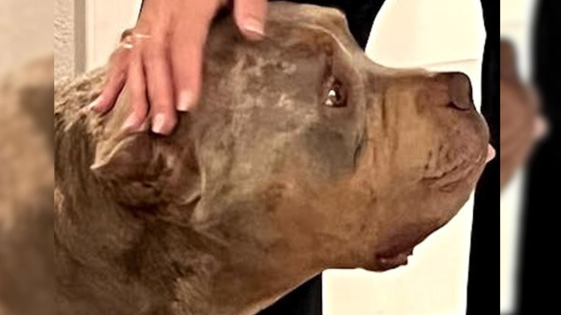 Rescue Dog Who Only Goes Right Due To Disability Finally Gets The Right Furever Home