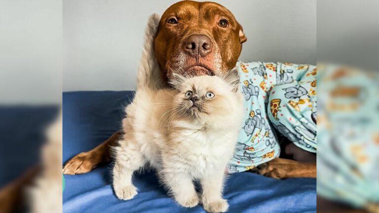 pittie with cat