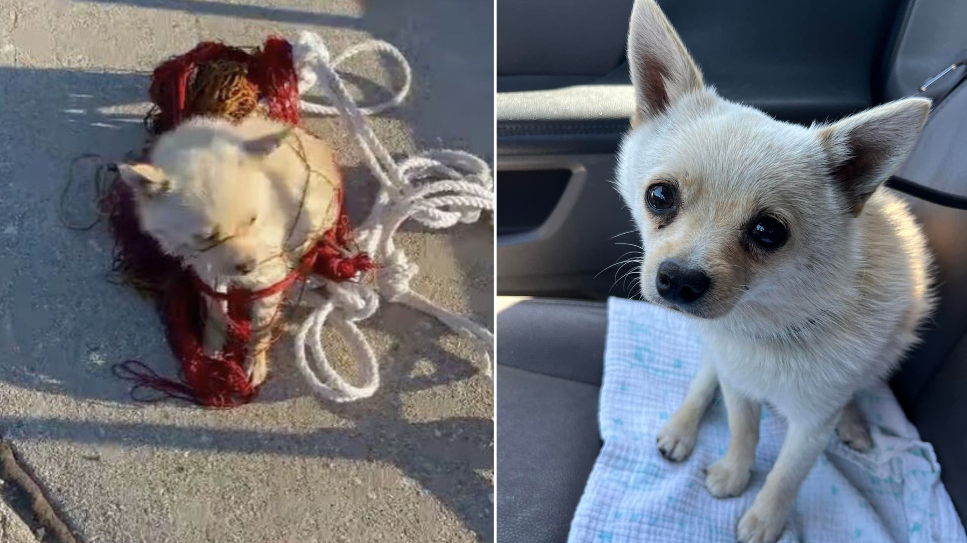 Brave Rescuer Spots Fearful Pup In Canal And Immediately Jumps In To Save Him