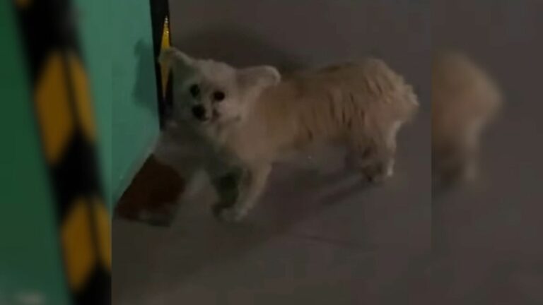 cute stray dog