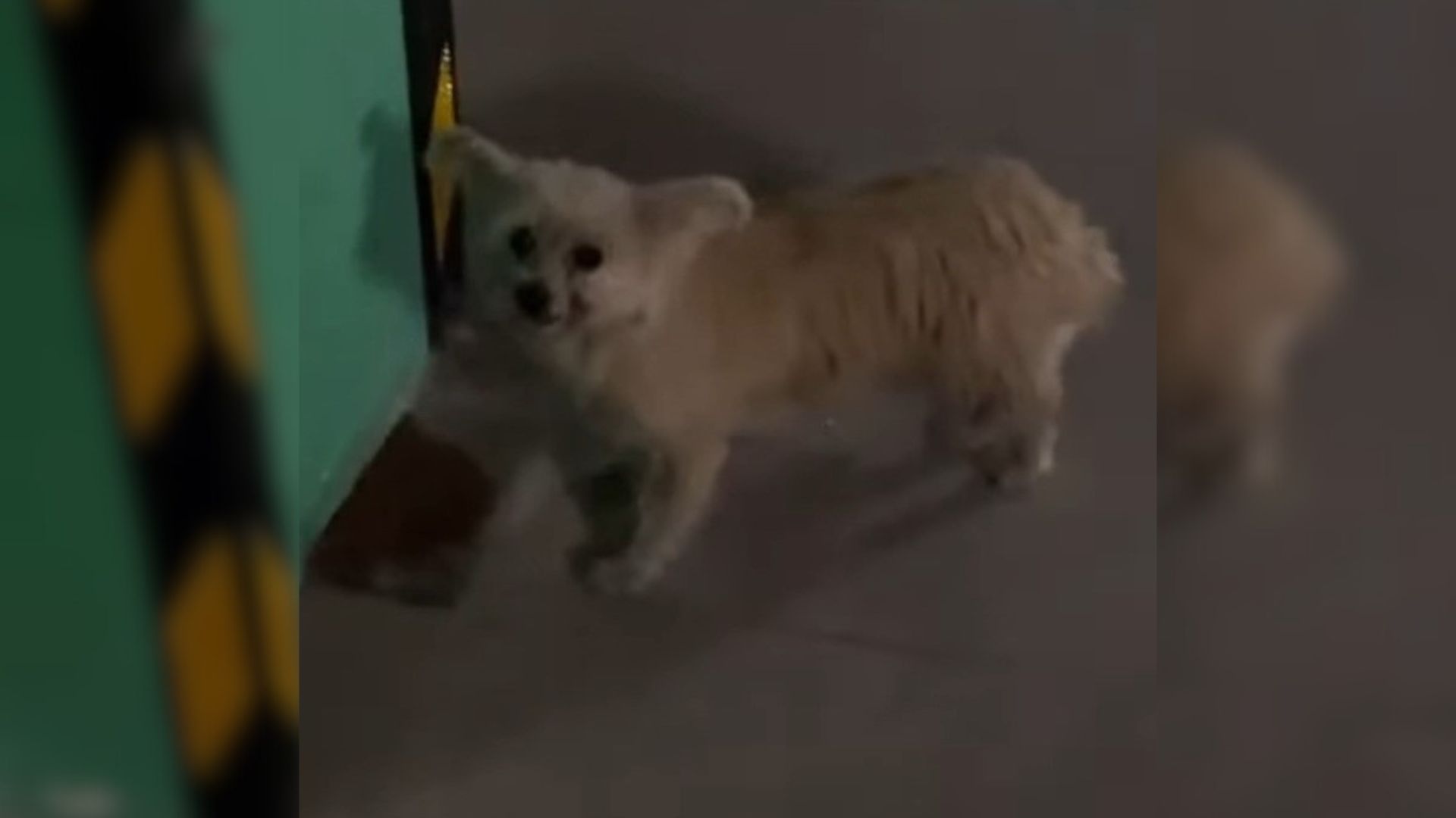 cute stray dog