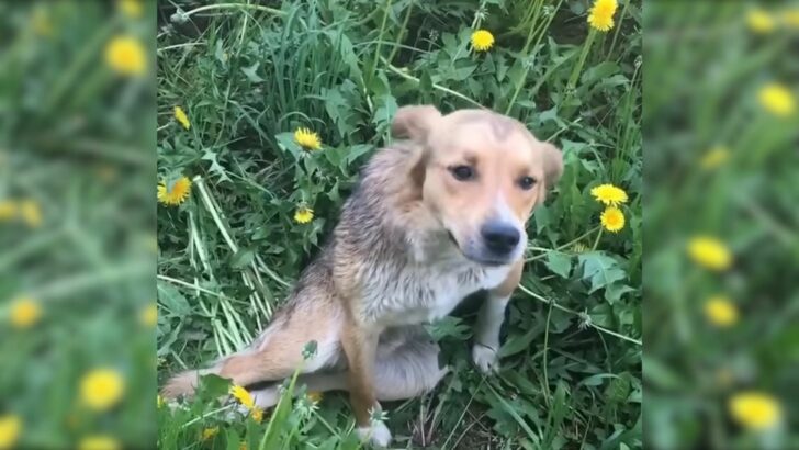 Rescuer Was Shocked To Find This Dog Who Had Been Injured And Dumped On ...