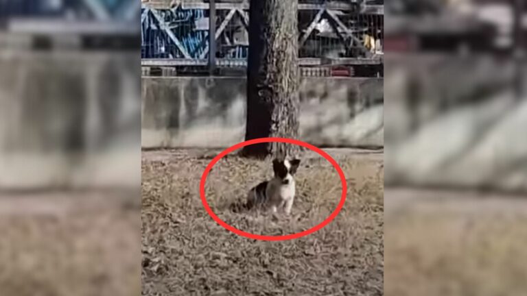 man saw stray dog