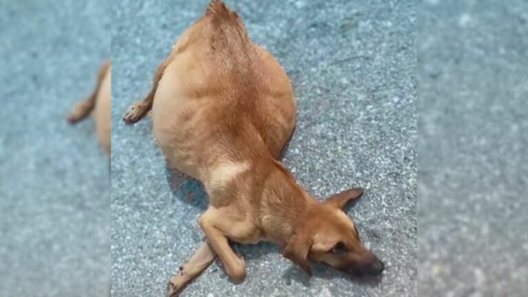 dog with swollen belly