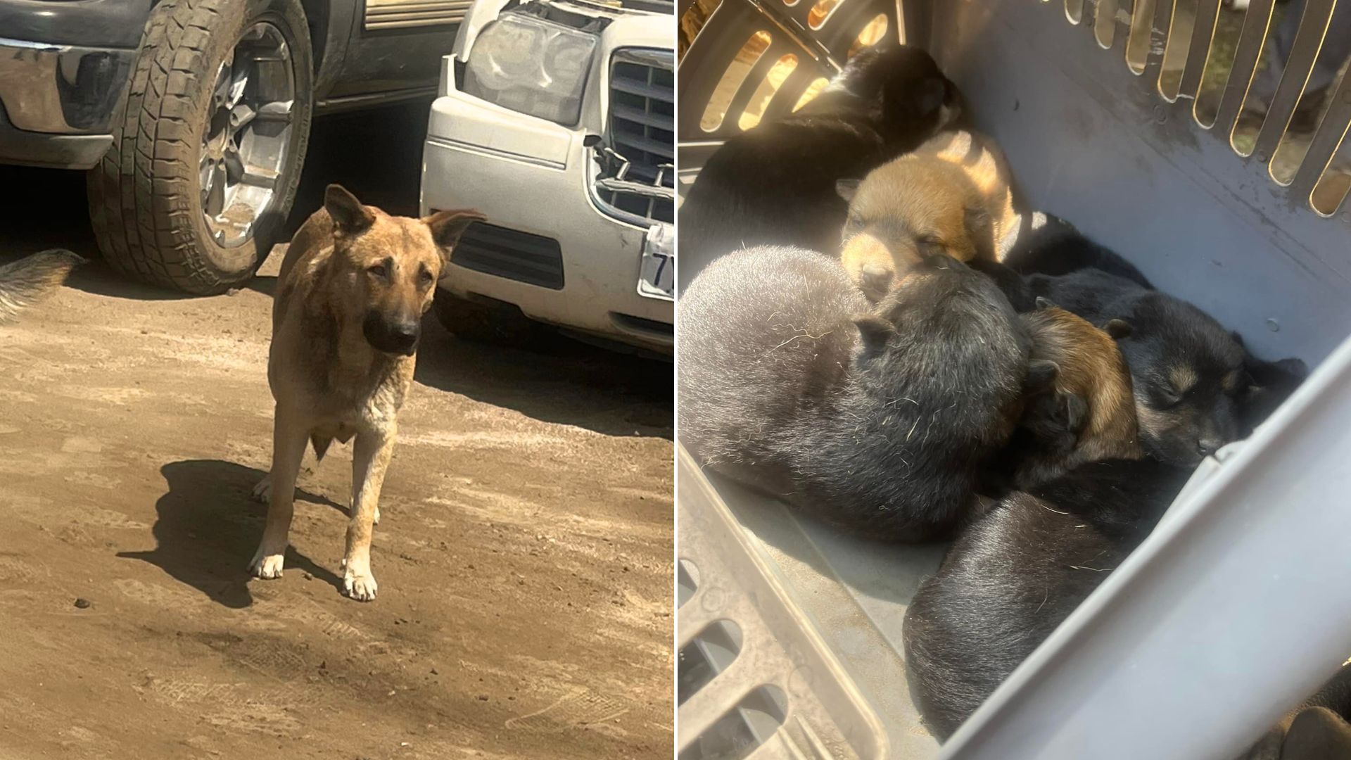 rescued female dog